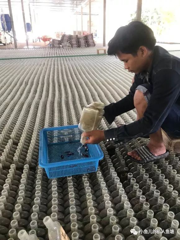 泰国斗鱼会缺氧不_泰国斗鱼缺氧的表现_泰国缺氧斗鱼会繁殖吗