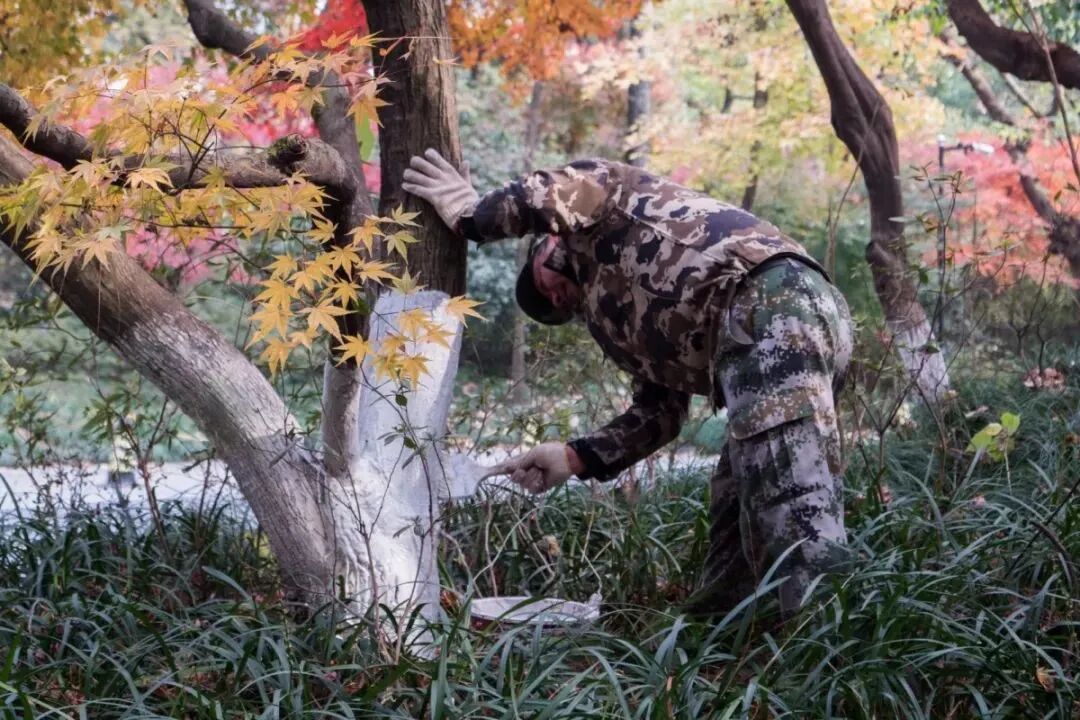 园丁花事i 学会这一招 花园地栽树木枝干不皲裂 有效阻隔病虫害 安然越冬 全网搜