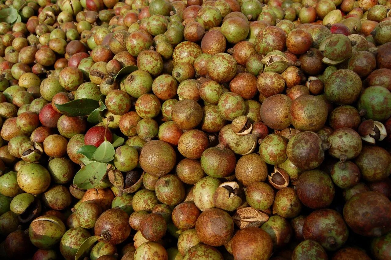 宝生缘油茶果成熟季,看大家都在忙碌什么?