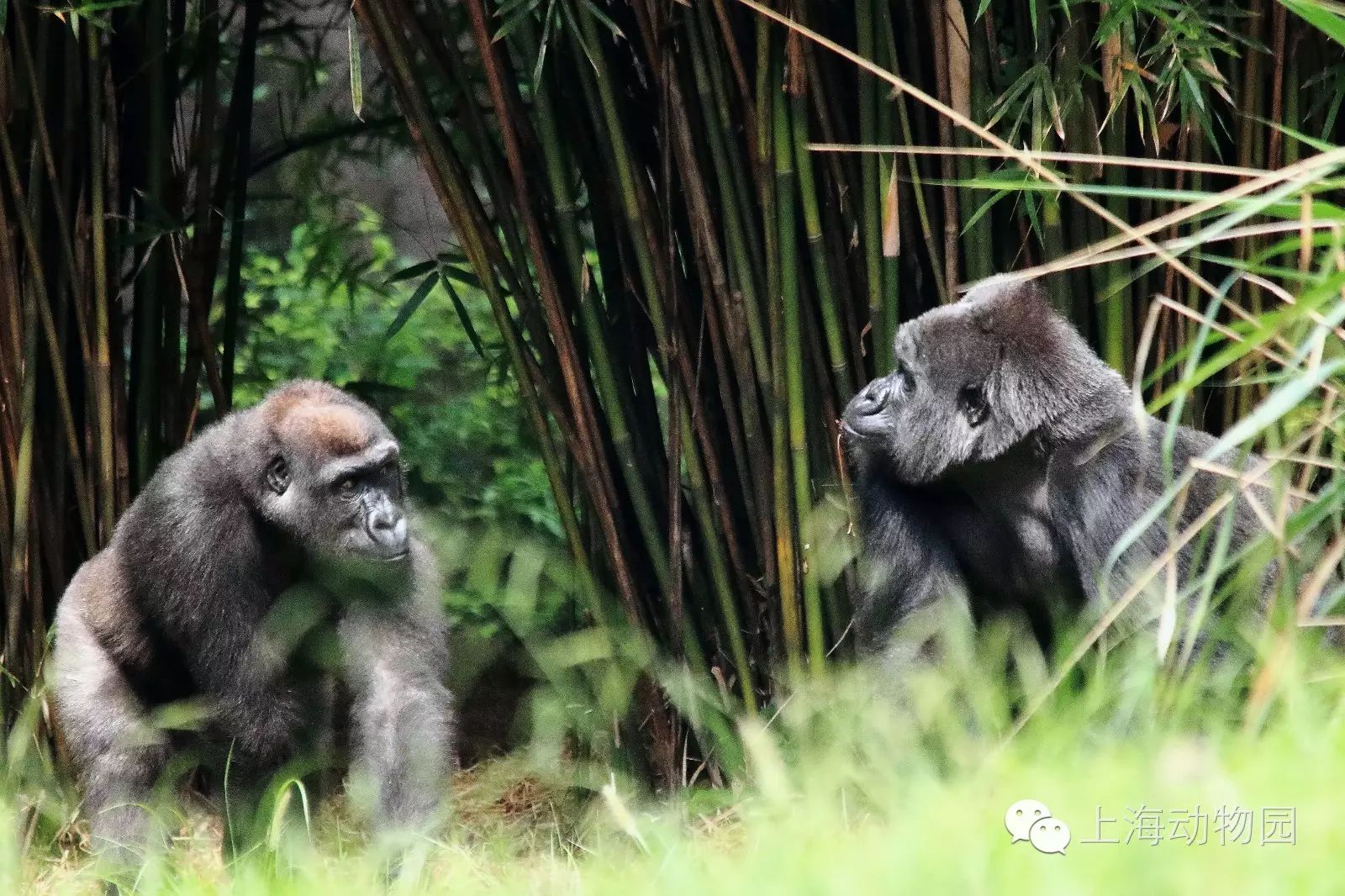 攻略 上海動物園靈長展區遊覽攻略