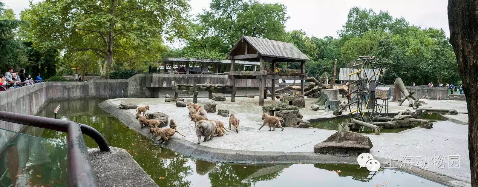 攻略 上海动物园灵长展区游览攻略【山东建筑材料网络社区】