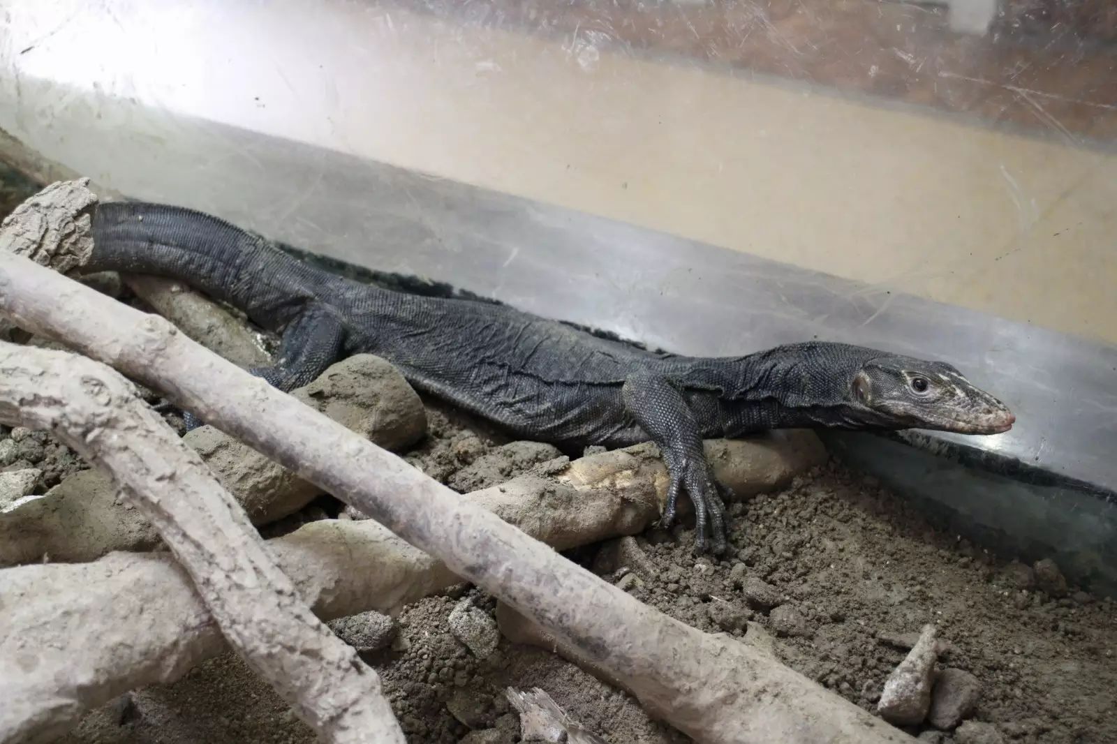 遊玩攻略上海動物園兩棲爬行動物館