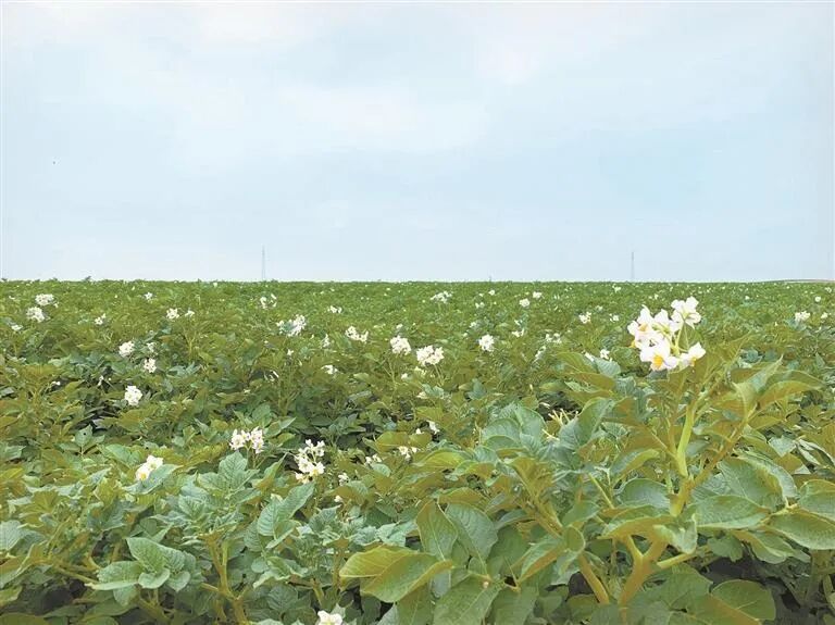 晶元集團：“飛地經濟”模式打造鄉村振興新引擎