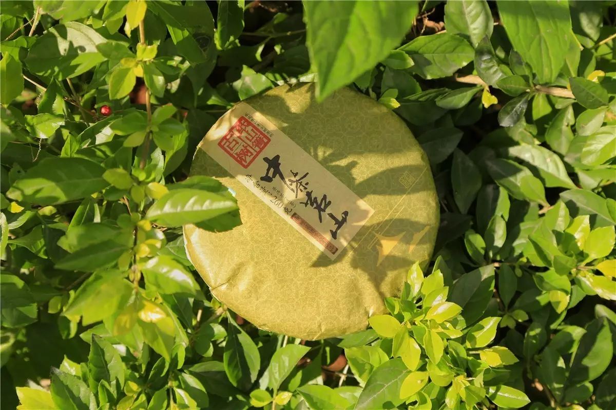 纸山箐|大树春蕊传统石磨工艺匠心压制|广西优质茶叶交流组