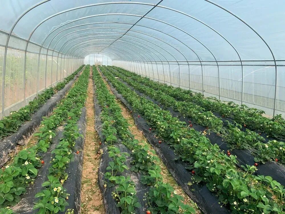 蓝城草莓采摘园的草莓种植有着严苛的管理条件,选择生态条件好,无污染
