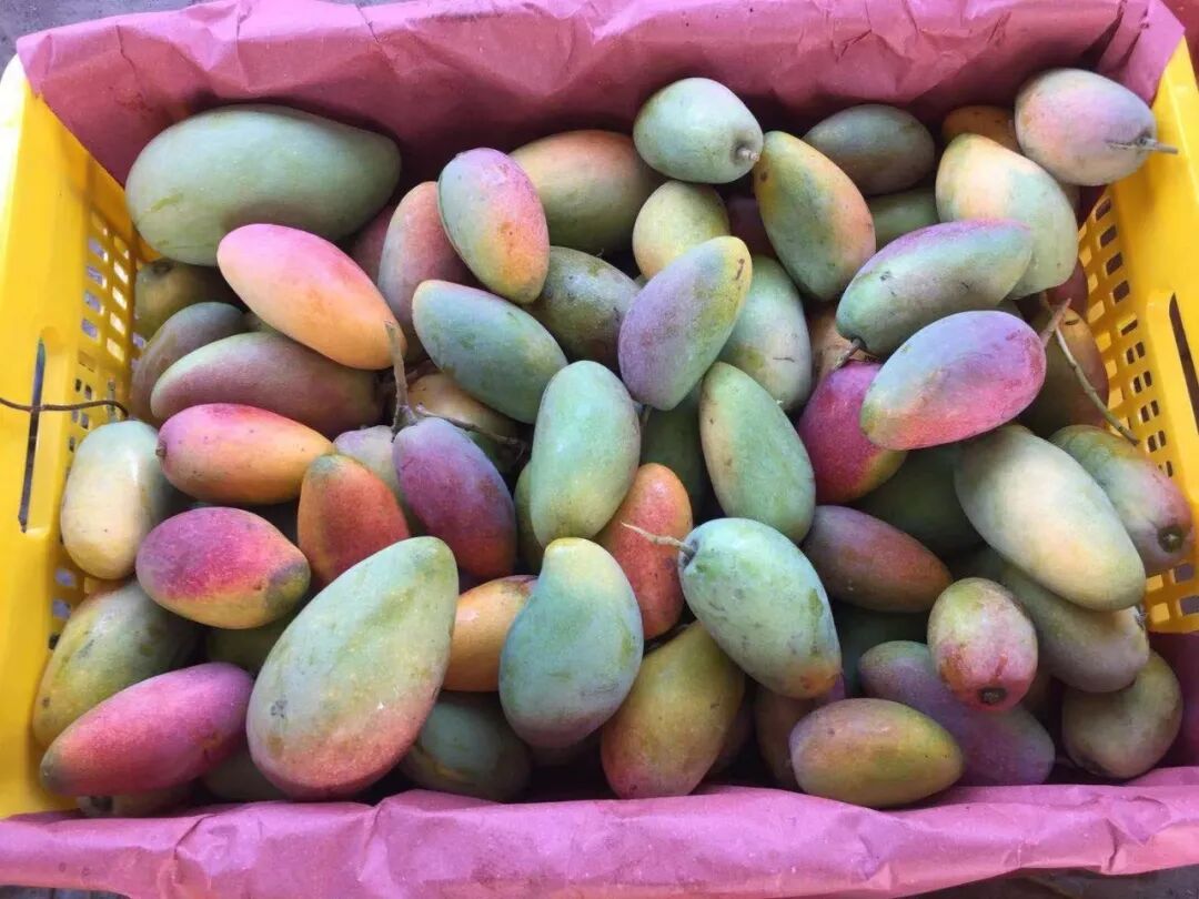 贵妃芒果_海南贵妃芒果_孕妇能吃贵妃芒果好吗