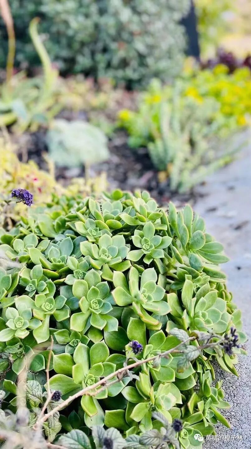 我最会过的，就是一个人的日子