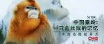 中法合拍《中国秦岭：一只金丝猴的记忆》将在总台播出