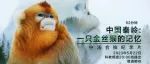 《中国秦岭：一只金丝猴的记忆》——科学性、趣味性和艺术性的完美结合