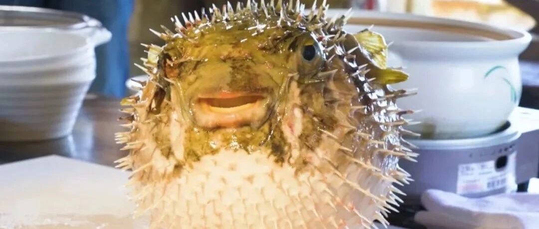 浑身是刺，刺豚爱“生气”，咋吃呢？