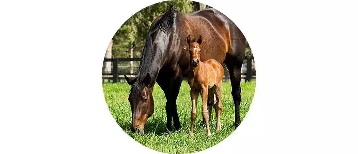 纯血马要怎样配 近亲繁殖 自由微信 Freewechat