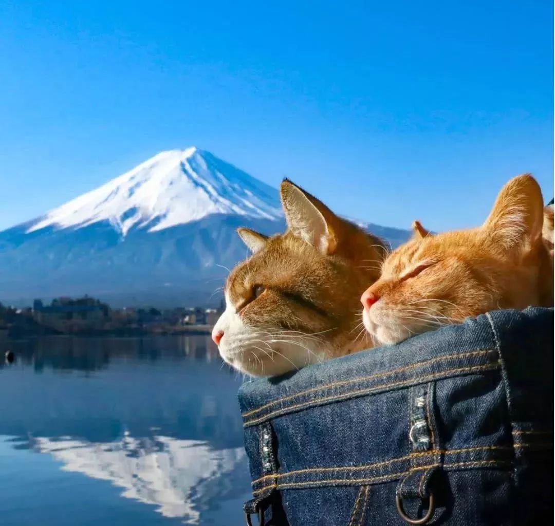 貓生：兩隻貓8年、環遊日本1000多個景點！ 寵物 第17張
