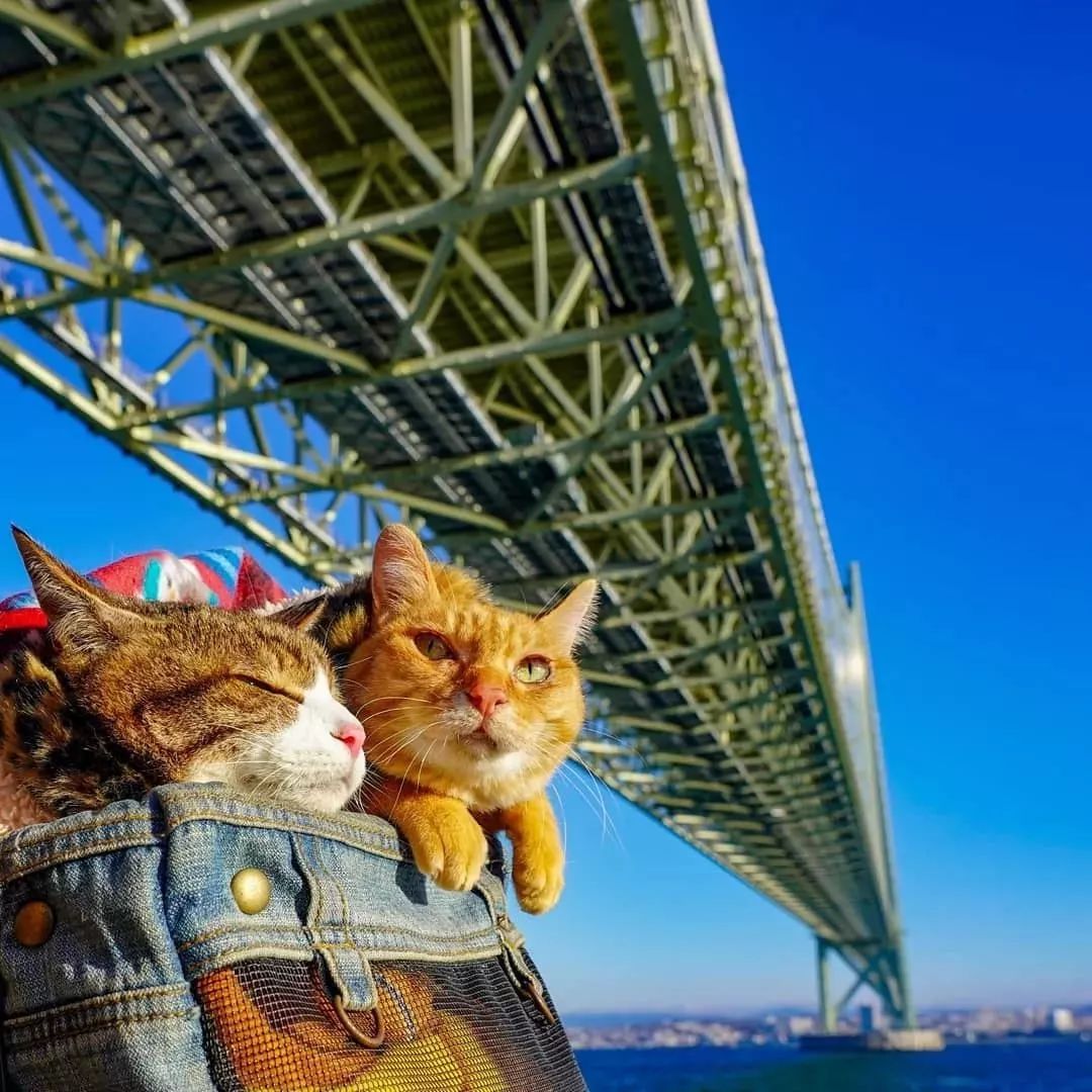 貓生：兩隻貓8年、環遊日本1000多個景點！ 寵物 第11張