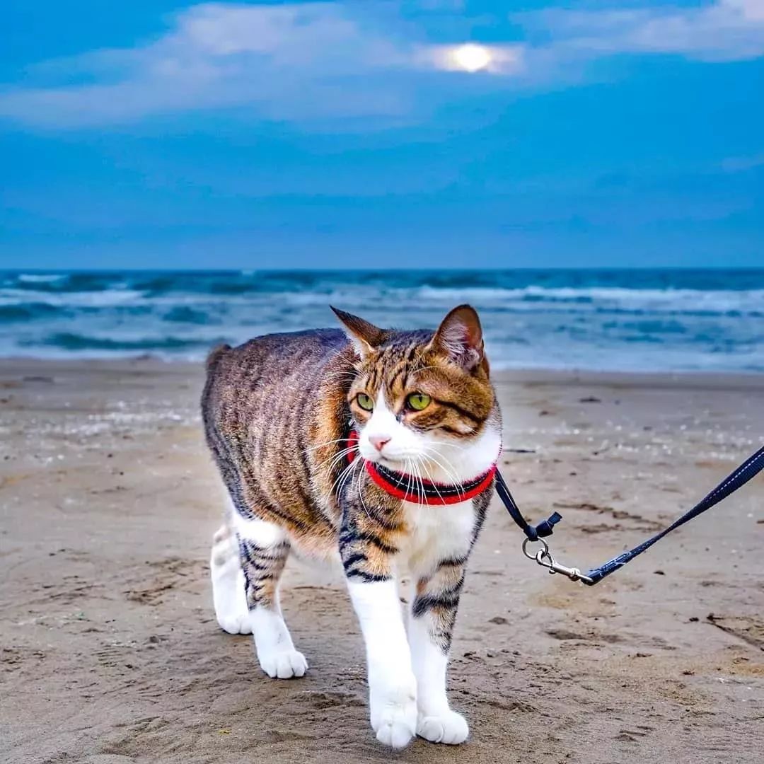 貓生：兩隻貓8年、環遊日本1000多個景點！ 寵物 第20張