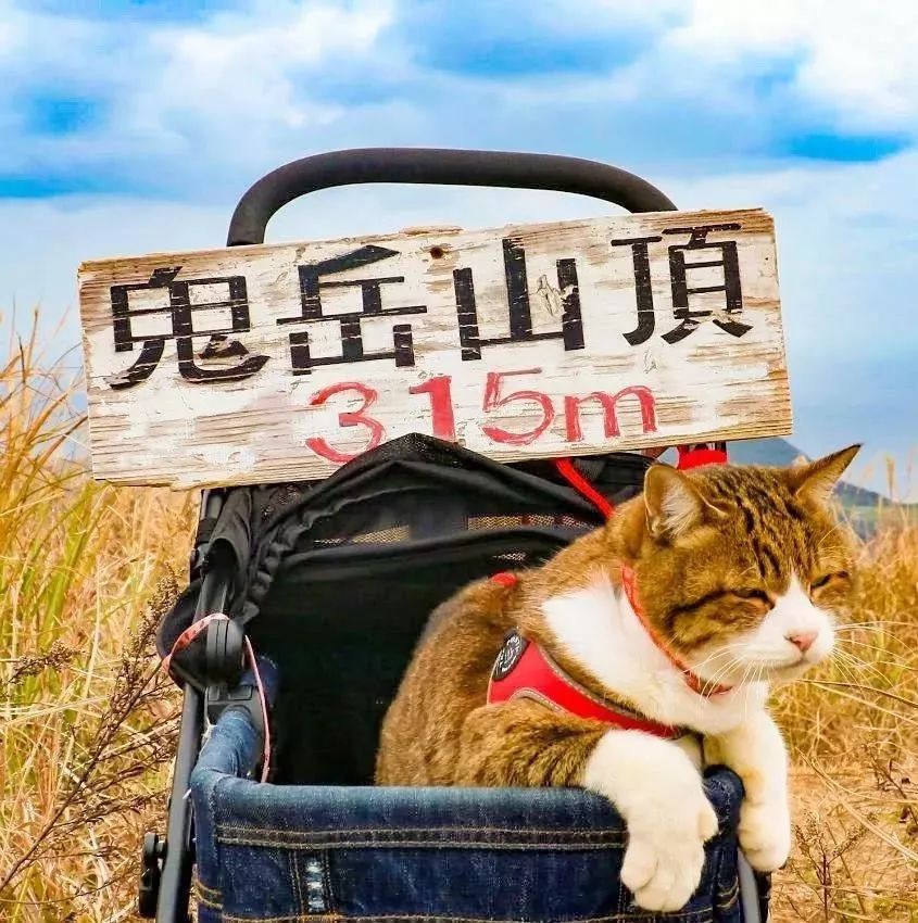 貓生：兩隻貓8年、環遊日本1000多個景點！ 寵物 第12張