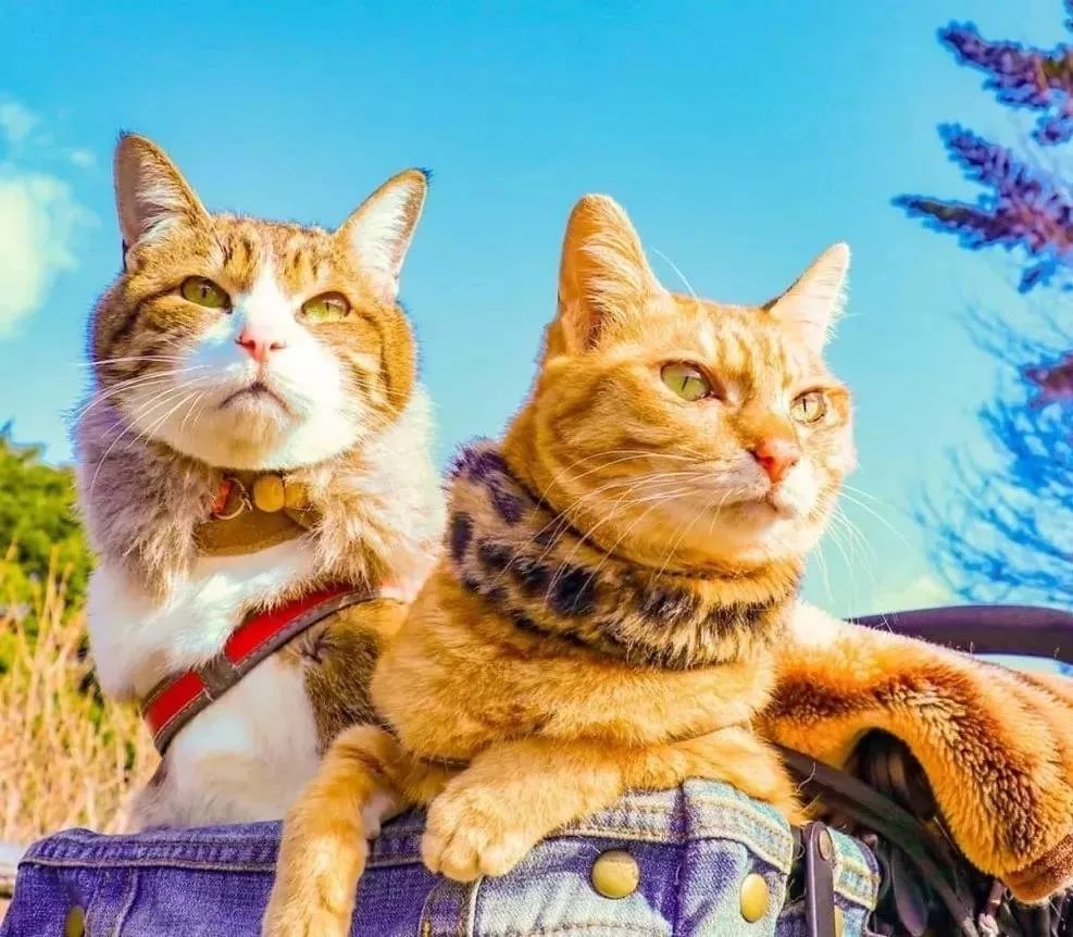 貓生：兩隻貓8年、環遊日本1000多個景點！ 寵物 第2張
