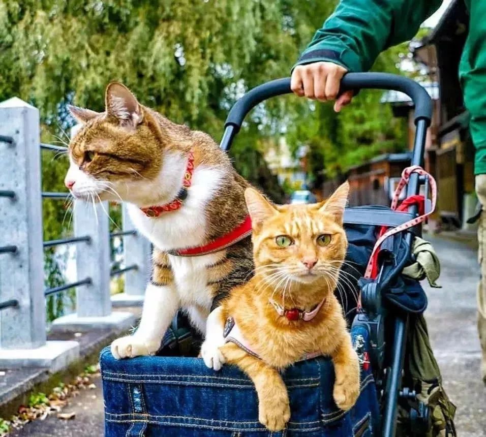 貓生：兩隻貓8年、環遊日本1000多個景點！ 寵物 第15張