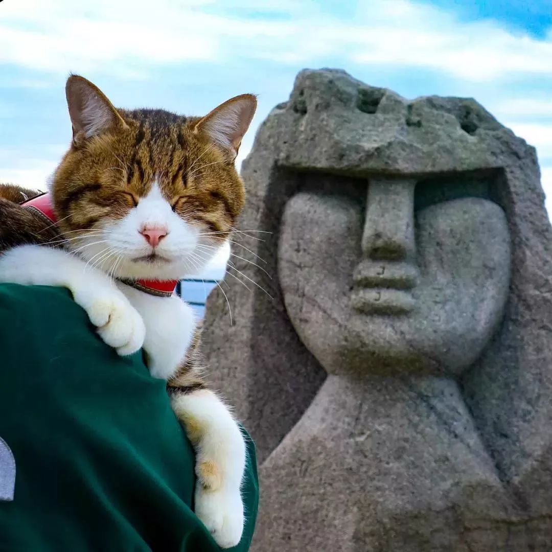 貓生：兩隻貓8年、環遊日本1000多個景點！ 寵物 第13張