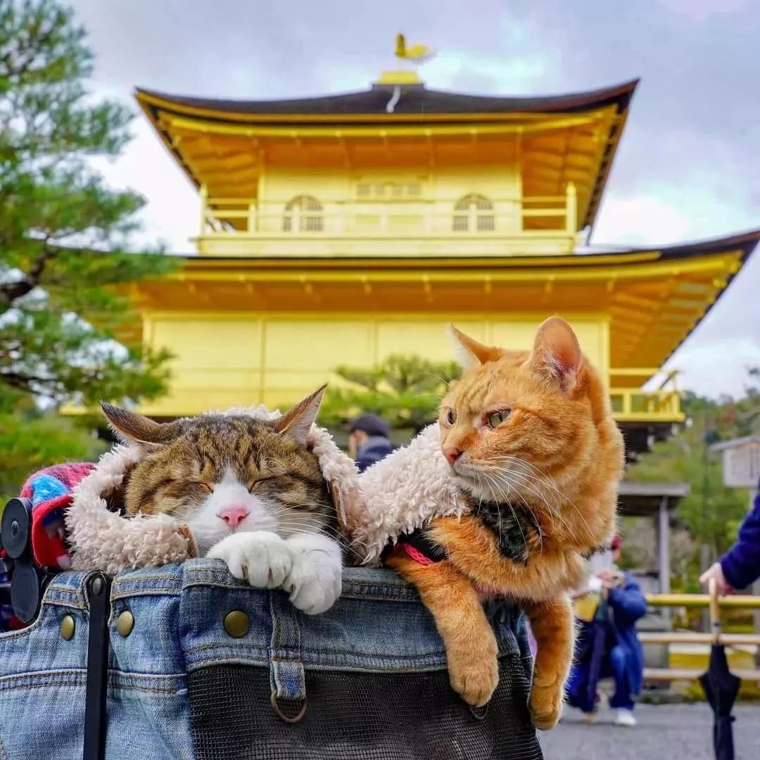 貓生：兩隻貓8年、環遊日本1000多個景點！ 寵物 第10張