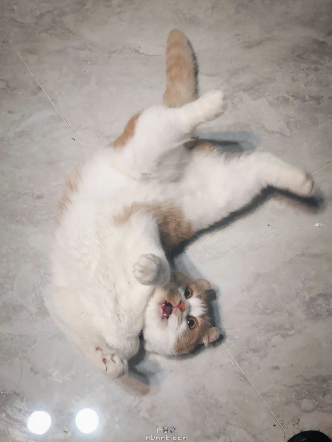 谁内心深处没两个给少女装作的梦呢(图2)