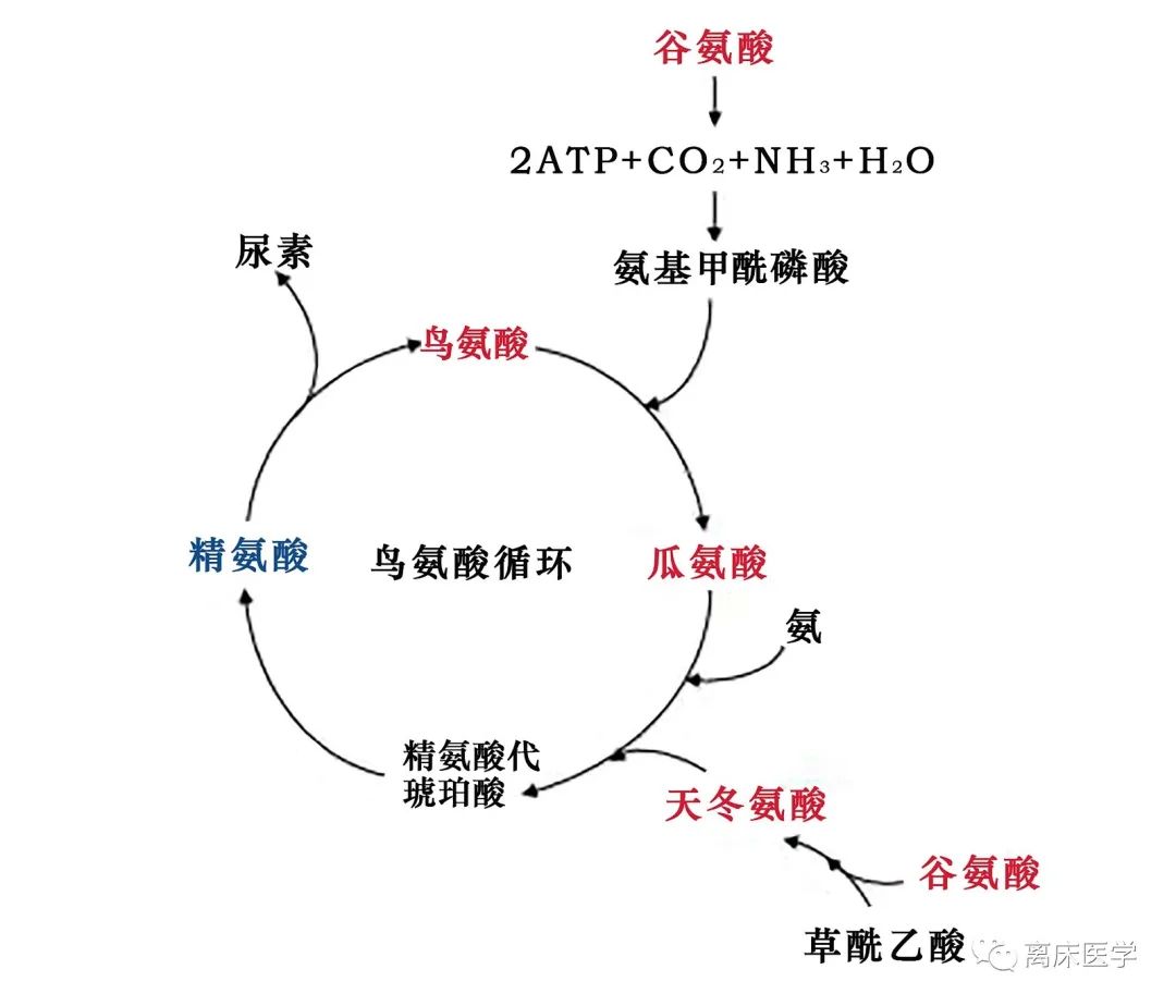 鸟氨酸循环示意图图片