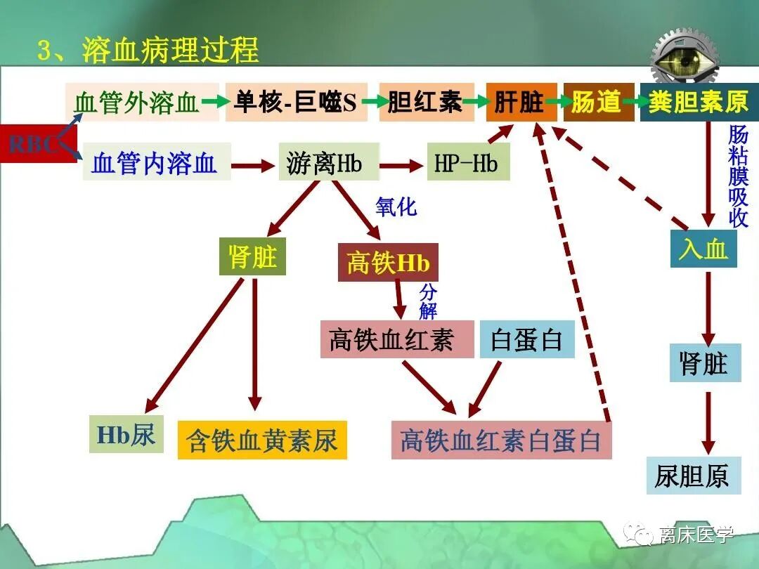 感染引起的溶血性贫血