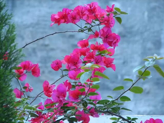 这1种花 夏季养护 注意这 3点 技巧 开花如同 花树 好看 八宝景天 微信公众号文章阅读 Wemp