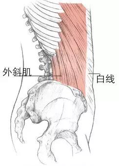 不能光有腹部馬甲 腹壁側面才是重點 腹外斜肌和瑜伽體式練習 阿斯湯加瑜伽之路 微文庫