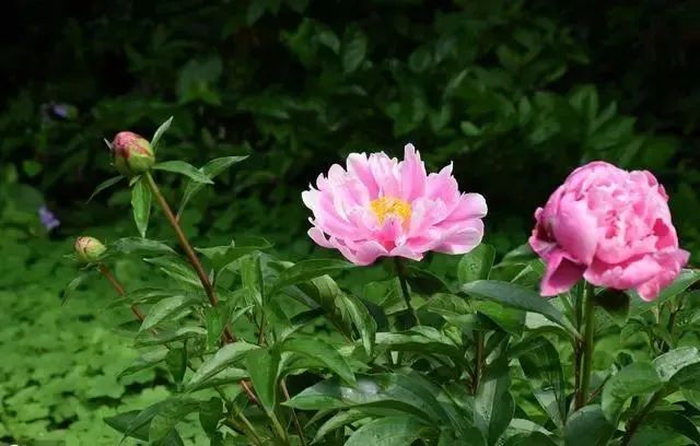 芍药盆栽种植方法_芍药种植方法_芍药怎么种植