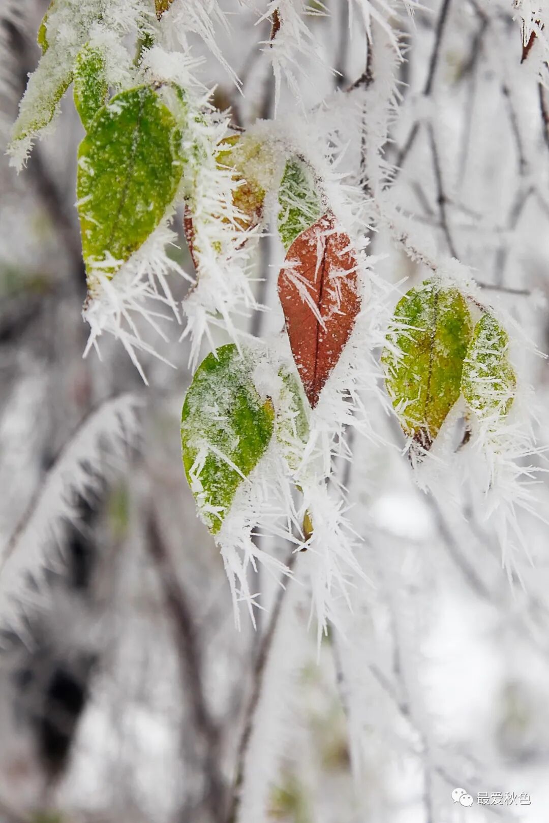 20201205太平峪万花山橡山寺云海仙境