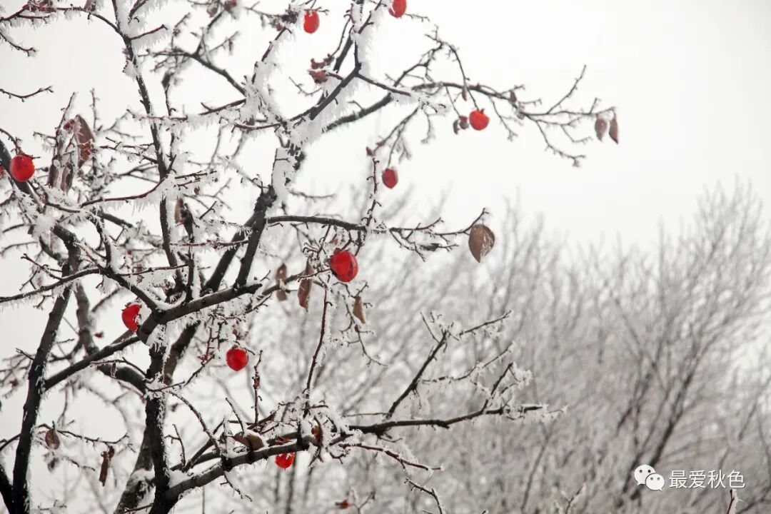 20201205太平峪万花山橡山寺云海仙境