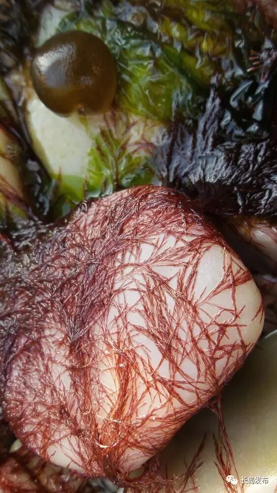 戏水,赶海,钓鱼.长岛玩海就是这么high