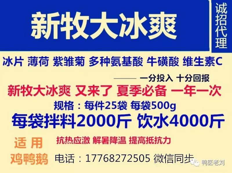 致富经养鹅视频_养鹅视频大全_致富经鹅养殖技术视频