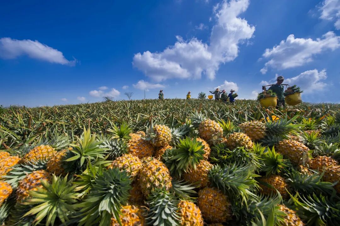 徐闻菠萝“菠萝的海”。