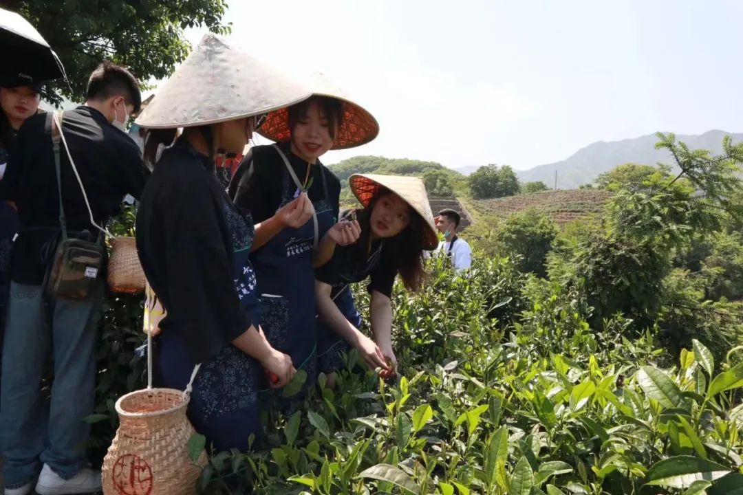 大家換上採茶服飾,戴上斗笠,背上小竹簍,跟著博物館餘老師走進茶園.