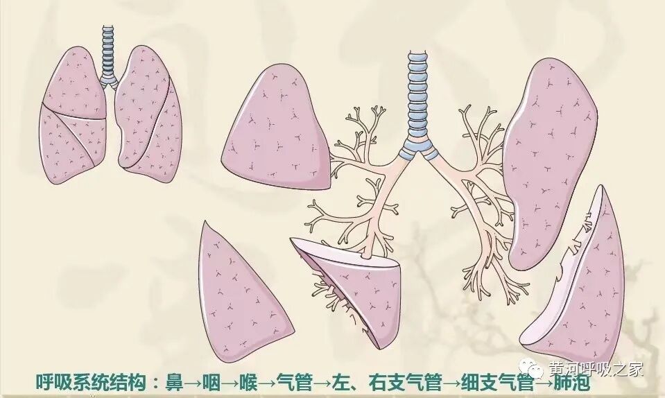 为什么用震动排痰气道廓清之－振动排痰_https://www.jmylbn.com_新闻资讯_第3张