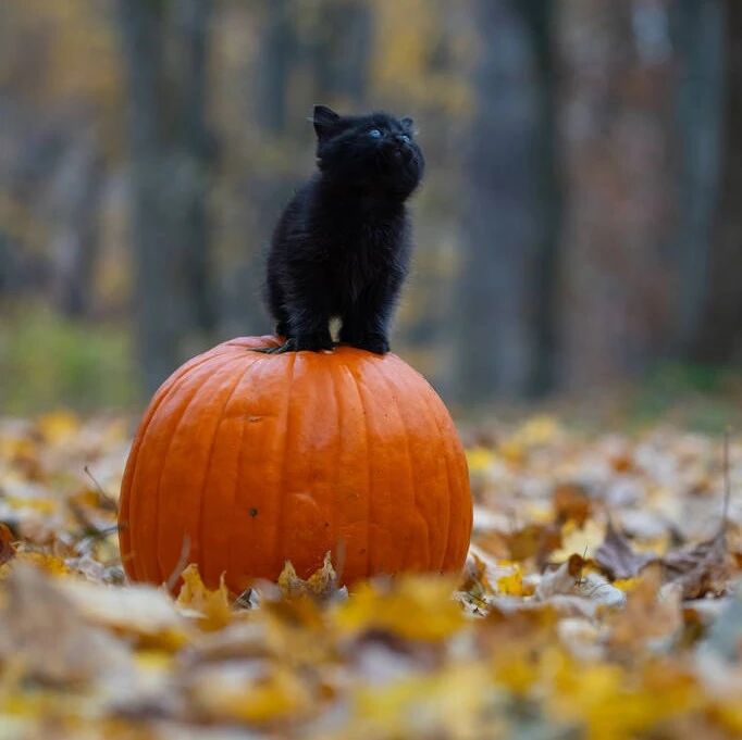 头痛缠人？针灸妙法见招拆招！