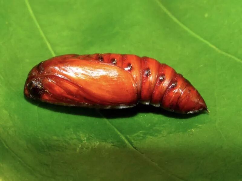 草地贪夜蛾与大饥荒