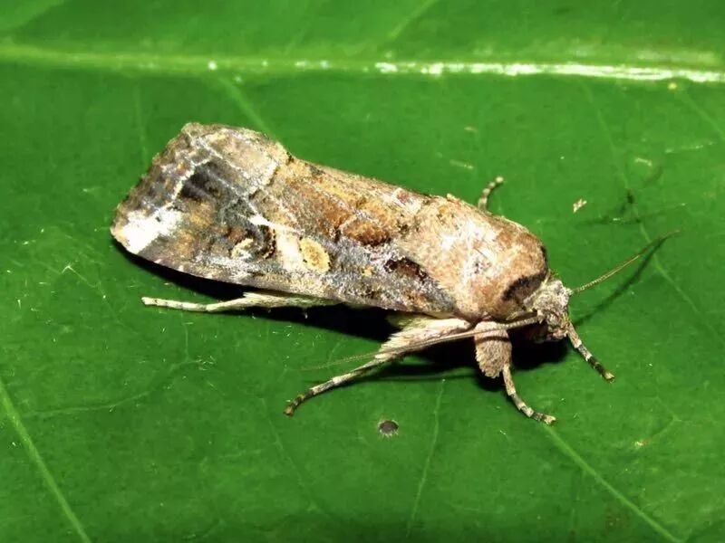 草地贪夜蛾与大饥荒