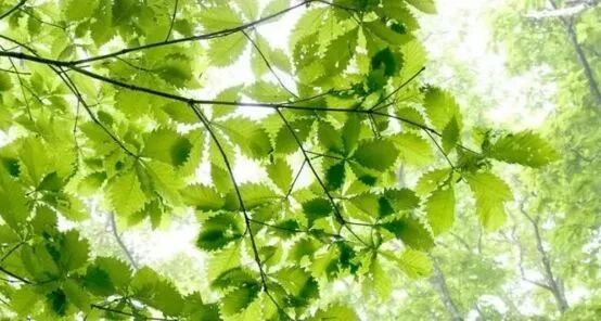 长夏健脾去湿 秋后养背活百岁|养生知识-南阳宛艾产业协会