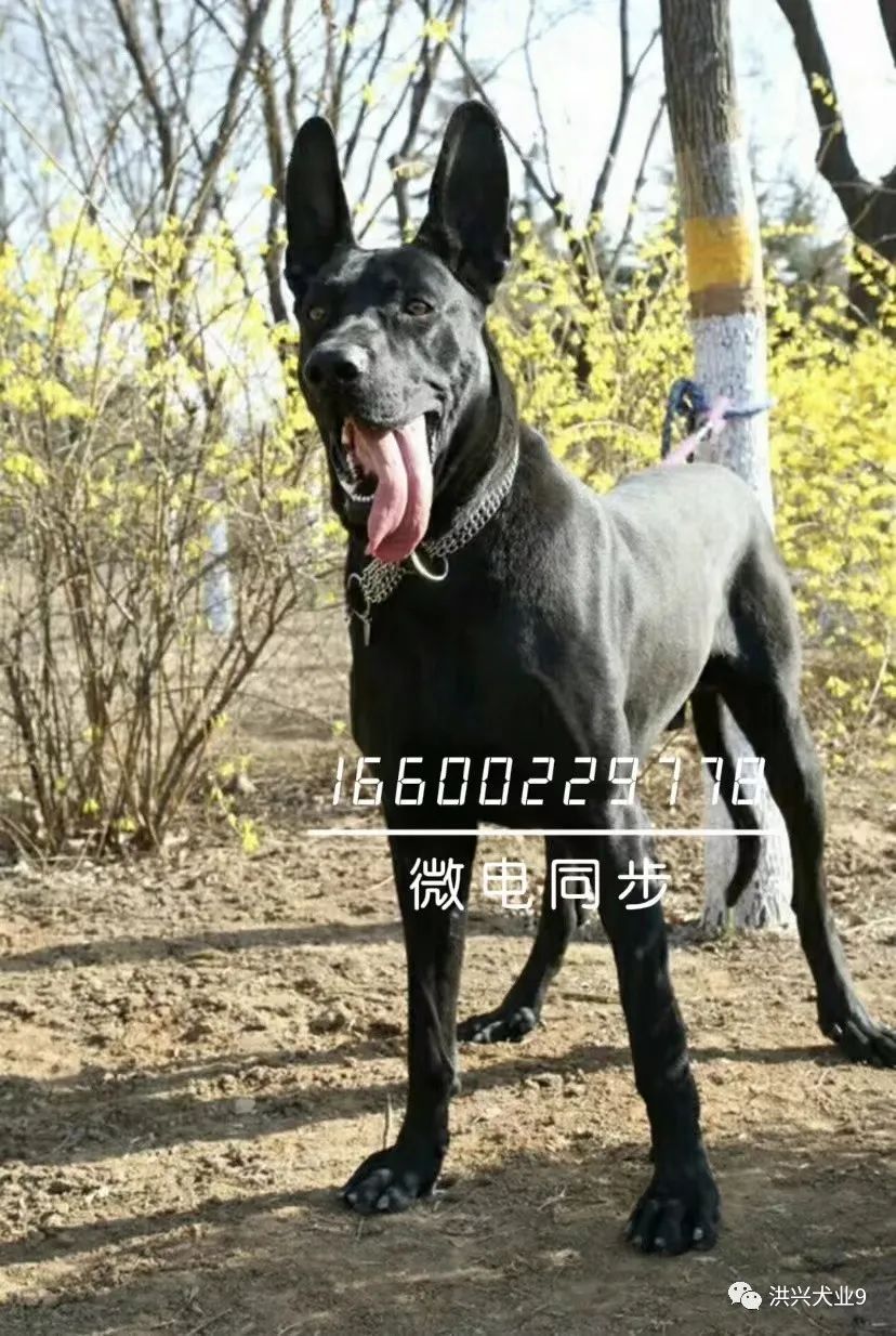 黑狼犬多少钱一只纯种黑狼犬图片价格