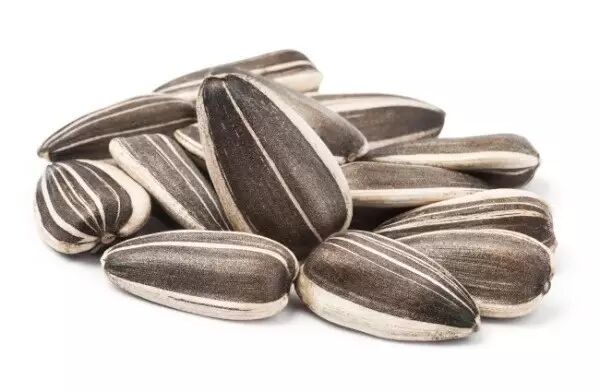 嗑瓜子 递给日本人一把瓜子,他们惊呼这不是用来喂小松鼠的么?