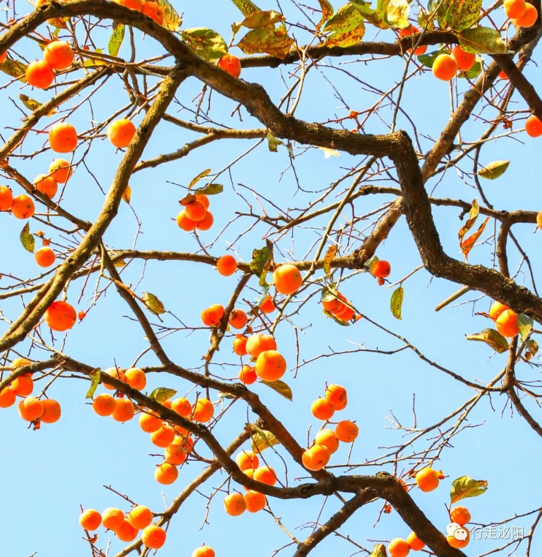 漂亮！铜山乡一个村满树都是“红灯笼”！