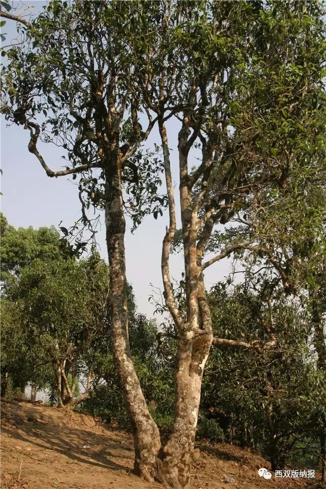 朋友圈被刷爆的32万天价普洱茶和茶树王到底是真是假