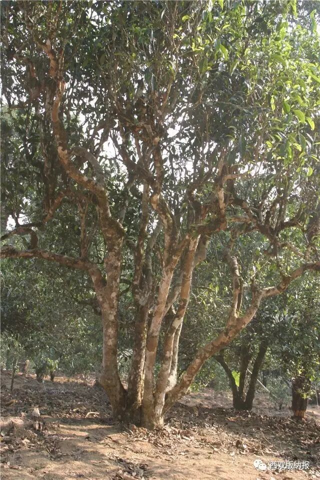 32万元一公斤老班章"茶树王"春茶系商家刻意炒作