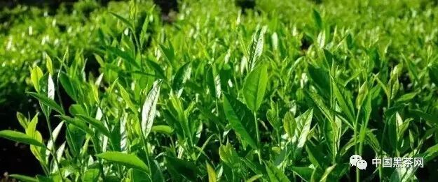 安化黑茶入选中国特色农产品优势区（第一批）公示名单