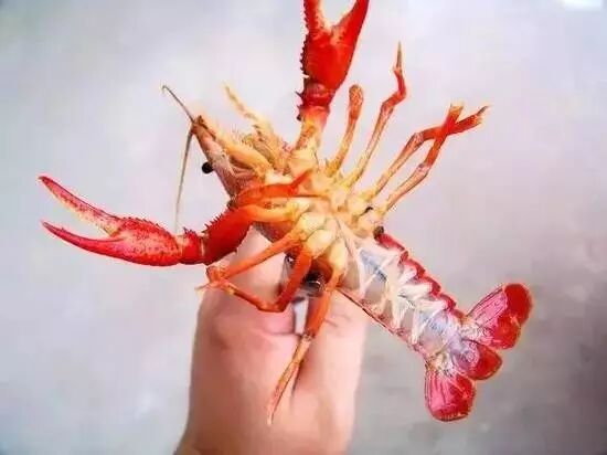 小龙虾这几个部位全是毒,千万不要吃
