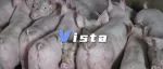 第一批为“挖呀挖呀挖”上头的人，已经开始看美女养猪了