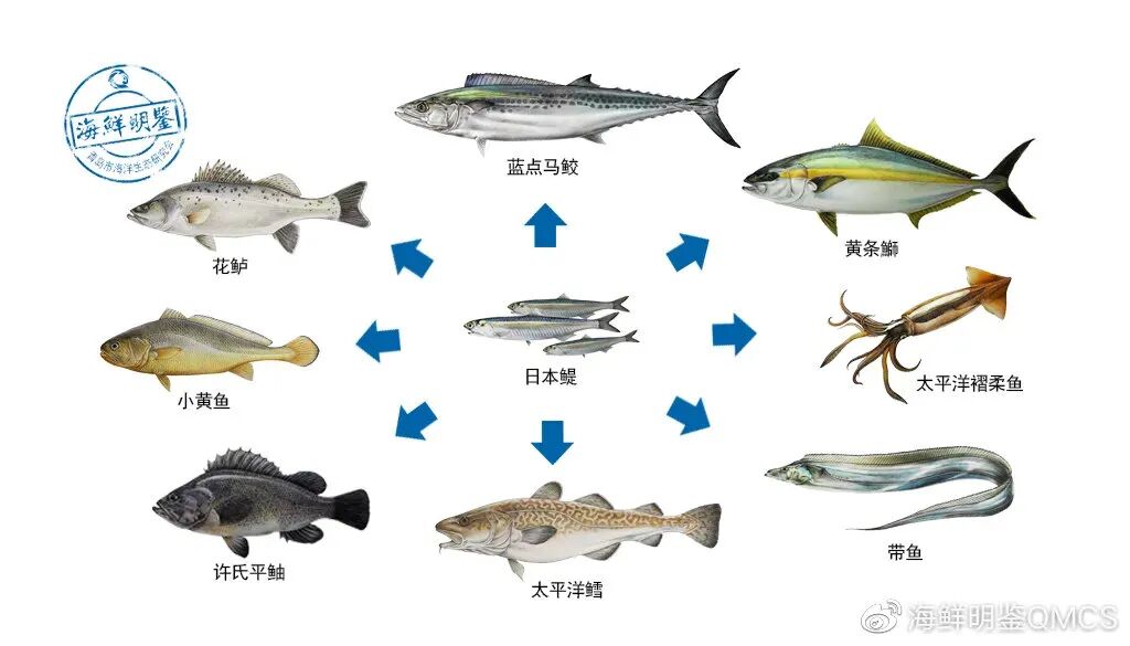 马鲛鱼变小 丈人难讨好 科学公园 微信公众号文章阅读 Wemp