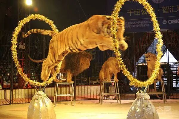 福利抢票俄罗斯皇家大马戏十一来津10个名额免费看啦